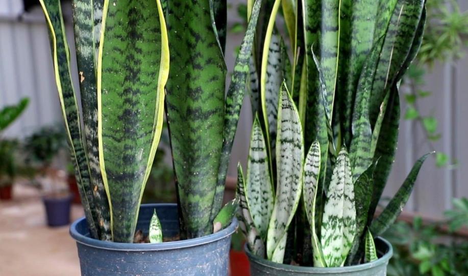 3月养虎皮兰,常用1种液肥,盆中不断冒新芽