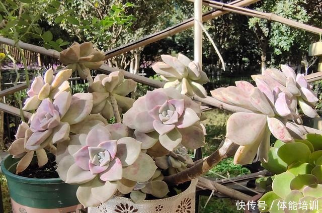 想让多肉紫乐长得快，大胆一点虐着养，一年不到小苗就变中苗！