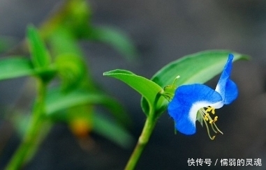 这种野草功效强大，晒干泡茶喝还是高血压特效药，可惜没几人懂！