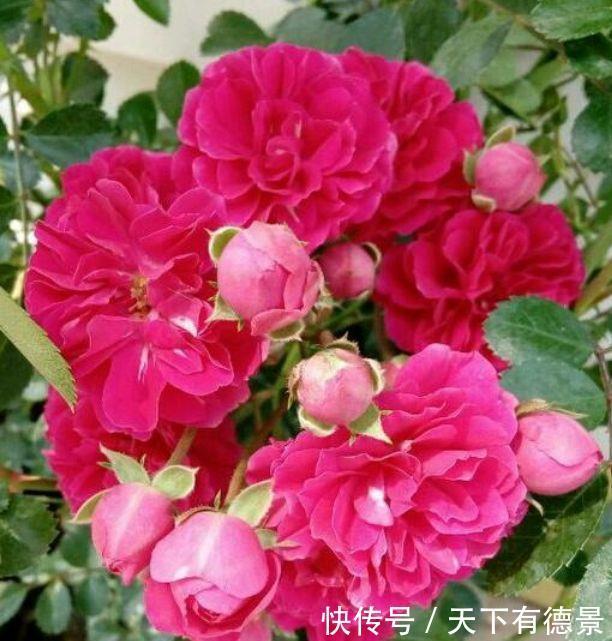4种花绚丽多彩,漂亮又好养,清香一满屋