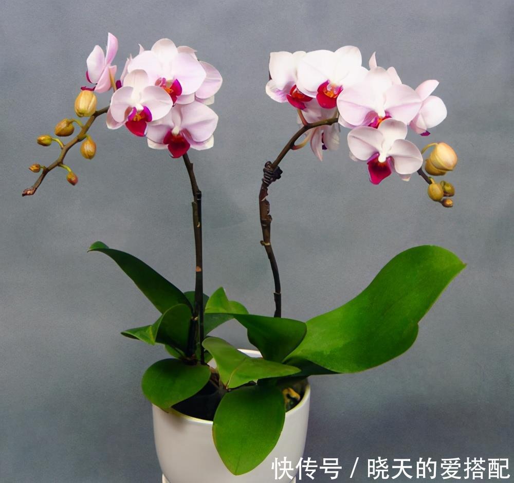 兰花品种|国兰的品种有很多,这6个最为名贵,喜欢兰花的你一定要知道