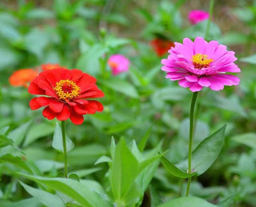 花卉|百日菊怎么养更艳丽教你3个小妙招,养出绚丽多彩的百日菊