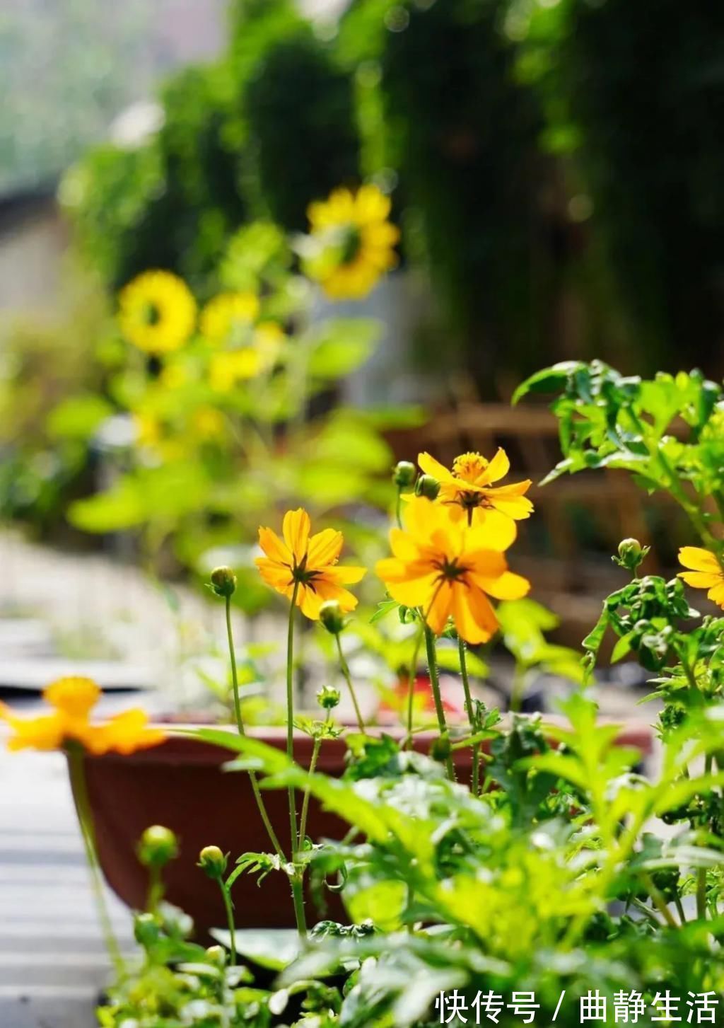 等我老了以后，找个小院陪你养花种菜！