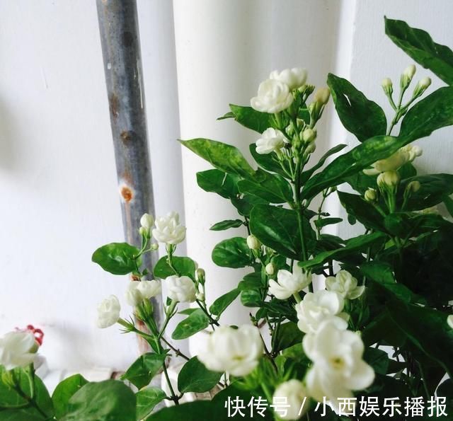 植物|卧室养7种“植物”,放一盆,空气好,睡眠好,好养漂亮长爆盆