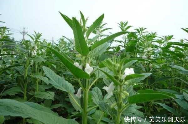 种子香味扑鼻,叶子也是稀罕货,市场卖8元一斤,经常买不到!