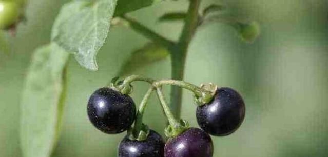 这种花是“解毒高手”,家里养一盆,再也不怕“小病小灾”