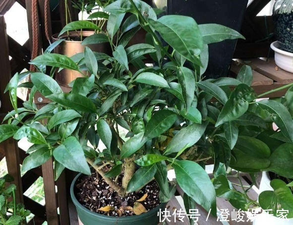 夜来香|有“1种花”,花香浓郁很好闻,还能防蚊虫,真是夏季必养花卉