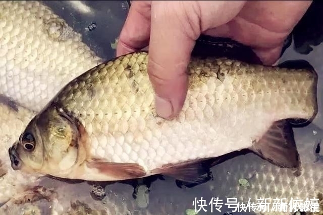 垂钓|夏季野钓的三个小妙招，学会这样用饵，大板鲫手到擒来