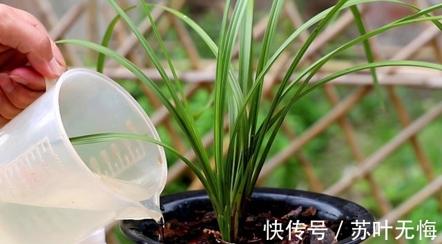 兰花想多冒芽？养护注意三动作，顺利春化，清香宜人小半年