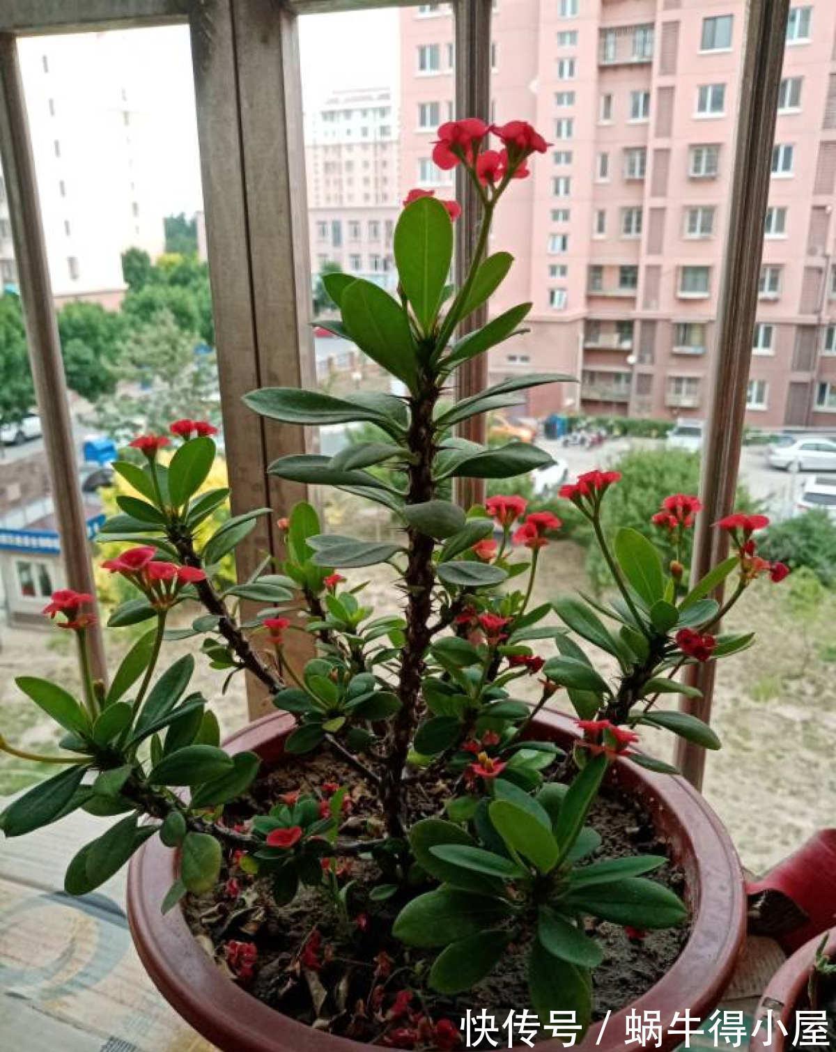 卧室|室内养花不能贪多,养得太多对身体不好,适量最重要