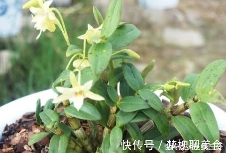 并发症|天然“胰岛素”被医生找到，每天吃一点，越吃血糖越平稳