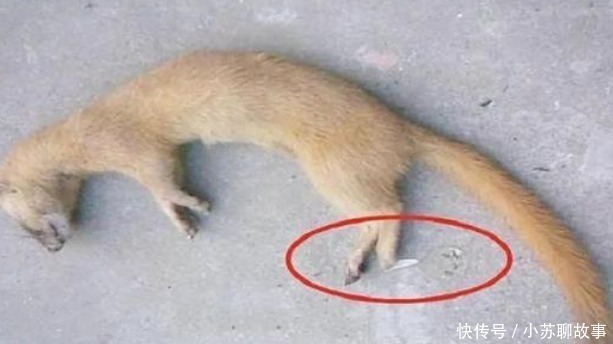 家禽$老祖宗总说黄鼠狼不能杀,科学研究表明,还真不能杀