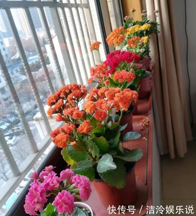 3种花爱喝水，2天一杯水，新芽呼呼冒，长得快，越浇长越旺！