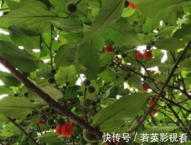 洗碗布|红彤彤的果子，毛剌剌的叶子，是天然洗碗布，请重视