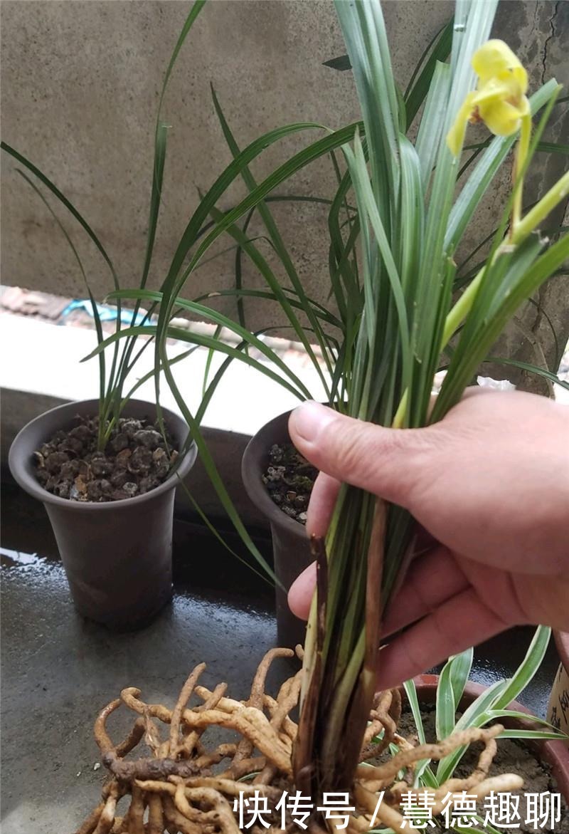 根系|兰花根上“5个螺”,近看“老卢头”,赶紧剪掉保命!