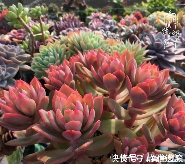 静夜|养多肉三年多，初见惊鸿！累并快乐着！养多肉三年多，初见惊鸿！累并快乐着！