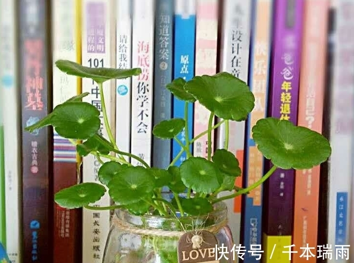 喝完的酸奶瓶不要扔,水培几棵铜钱草就是一抹风景
