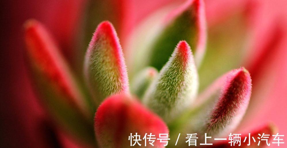 养多肉植物潮土上盆详细步骤,多肉植物艰难时期开始了