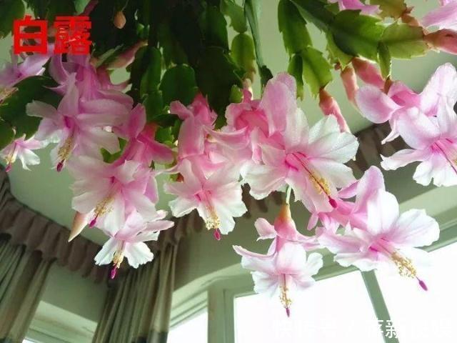 五种开花小机器，超级“爱开花”，家里养一盆，秋冬有花看