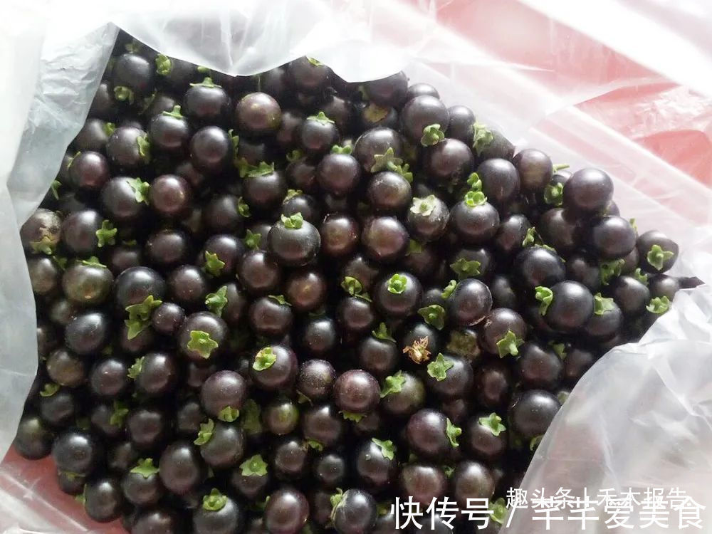 龙葵|全株都有毒,玉米田常见,儿时常摘来当零食吃,如今价值不菲