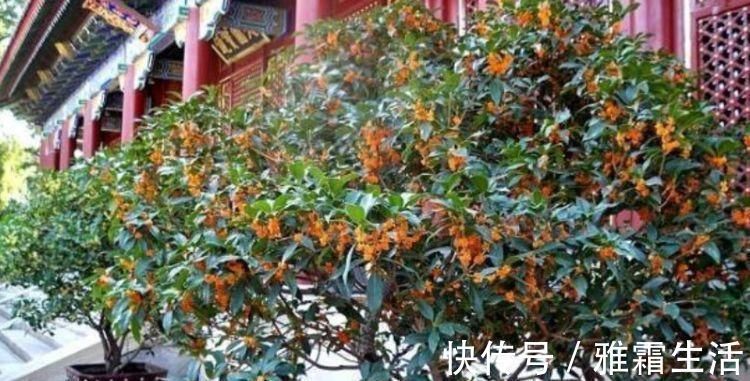 香雪兰|家里就养4种花,妖艳妖娆,层层交叠,烂漫迷人眼