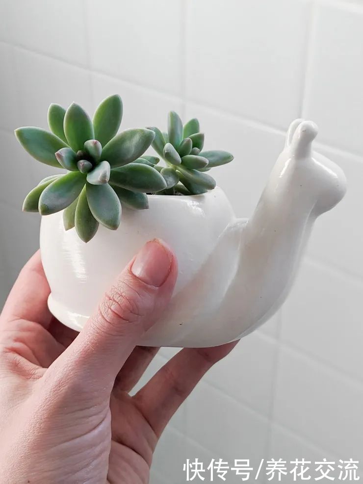 玉树|新手养好盆栽多肉的几个秘诀，选些好养的品种也是极其关键的