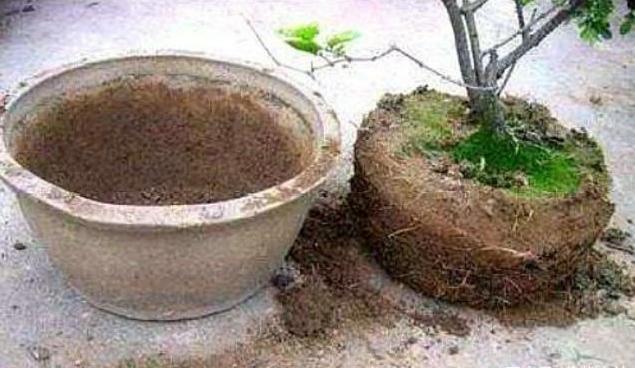 土壤|往盆里埋点“它”，啥花都能长好，土壤板结问题分分钟解决，实用
