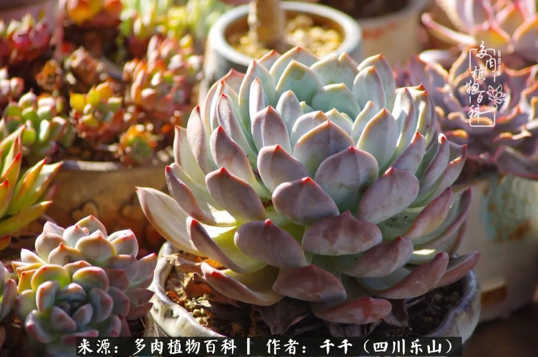 夏天日晒雨淋,秋老虎来势汹汹,你的多肉准备好逆袭了吗