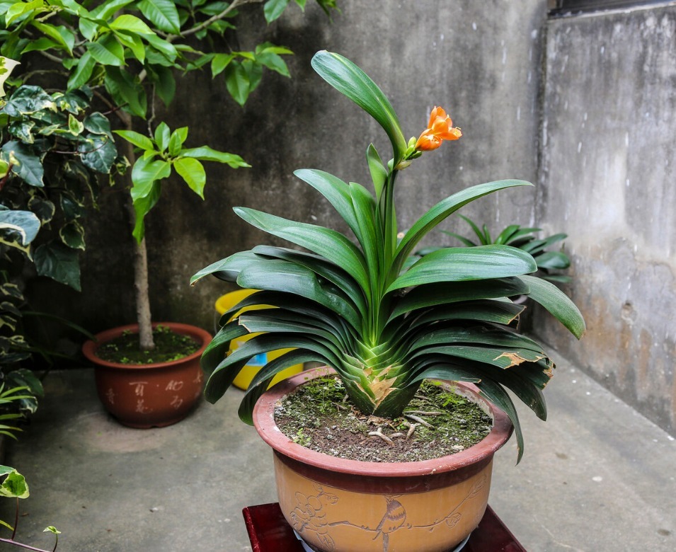 君子兰害怕五件事,新手经常犯,难怪越养越糟糕