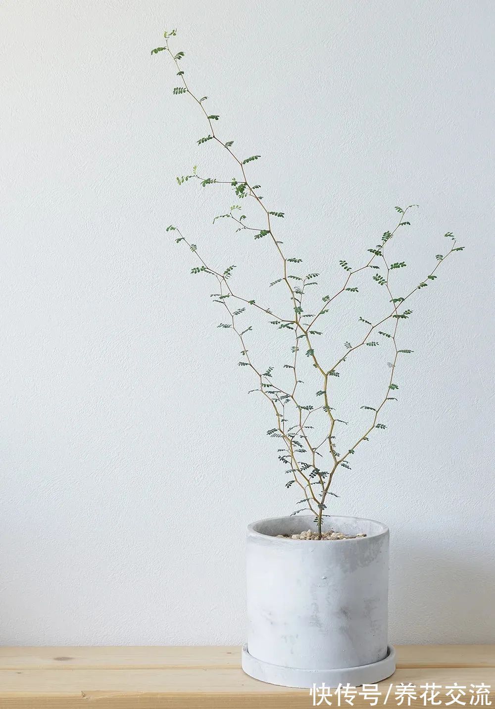 很少花友养的网红“童话树”,可真不难养,你会觉得好看不?