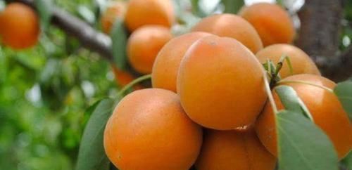 离不开|女人爱美,离不开3种食物,袪皱淡斑,美白护肤,滋补身体!