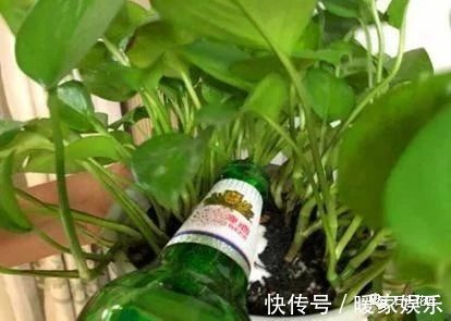 浇灌|花卉盆栽“喝点酒”，不黄叶、不烂根，越长越旺，叶子绿、开花多