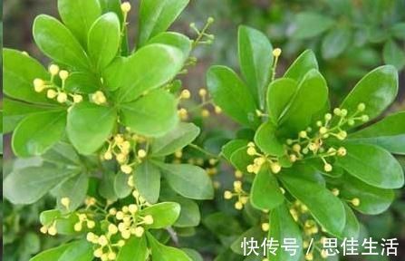 这10种花超级怕冷，再不搬进屋，小心只剩下盆了