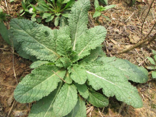 汁液|路边很常见的“止咳草”,名字不好听,止咳有奇效,你或许见过