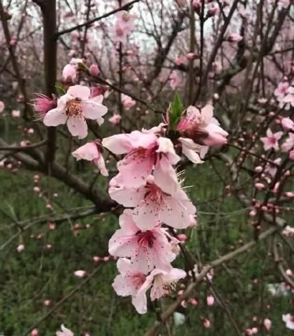 老年|春风拂面百花开 浦江“私藏”了整个春天