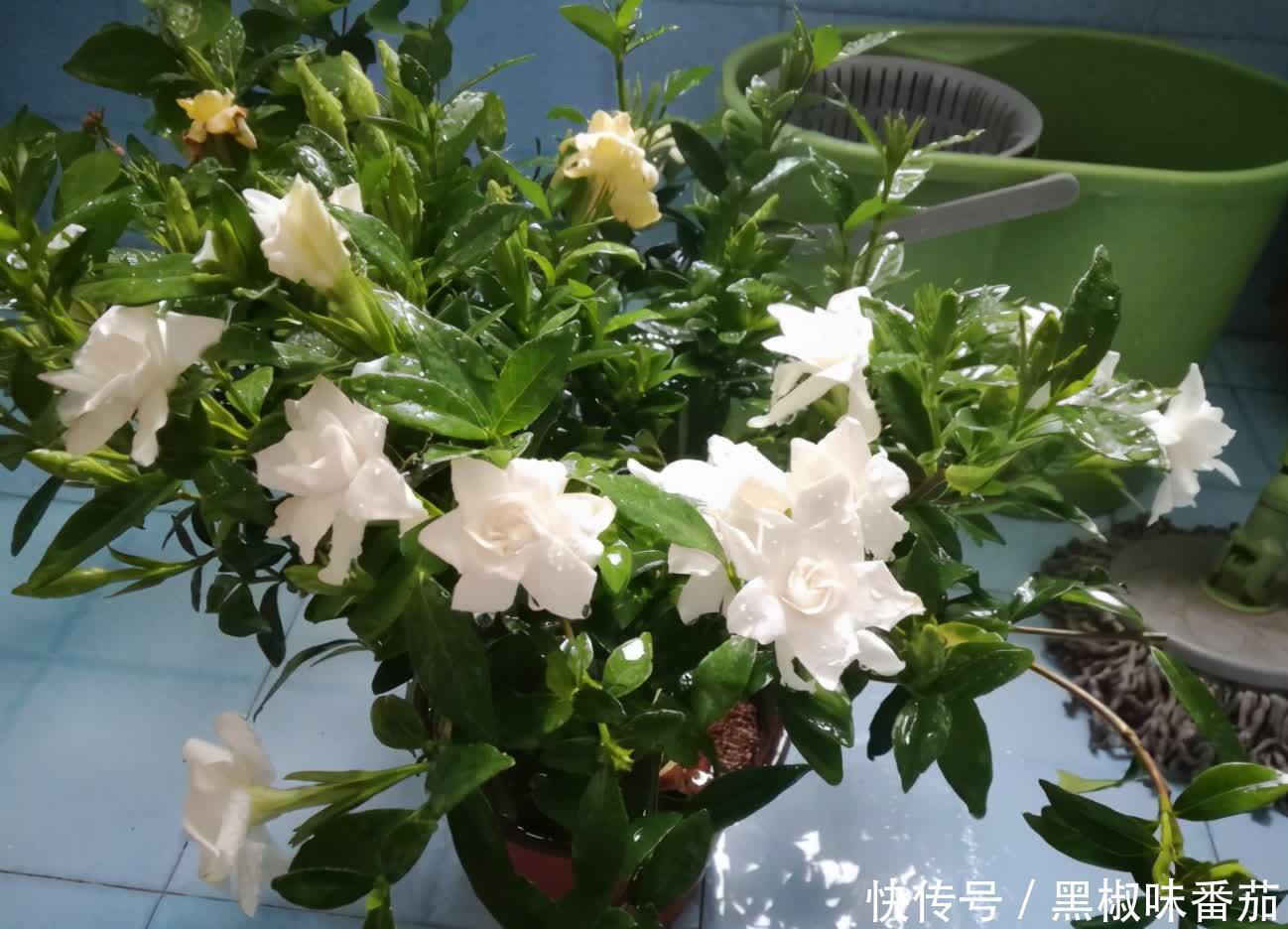 枝干|铁、氮、磷、钾元素,植物缺少哪一种都会预警,你对照下吧