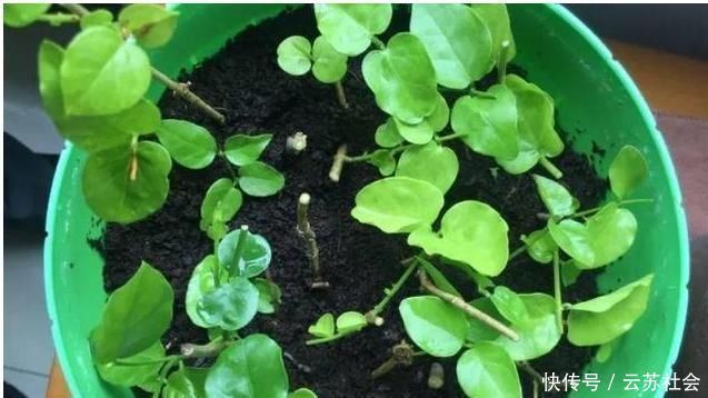 养茉莉花，掌握这5个“小窍门”，一年能开四岔花，简直是“开花机器”