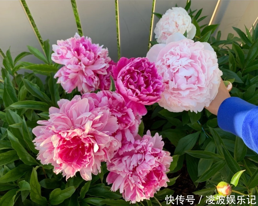 牡丹吊兰|懒人适合养什么花，浇水少，不挑土，它比人还懒！