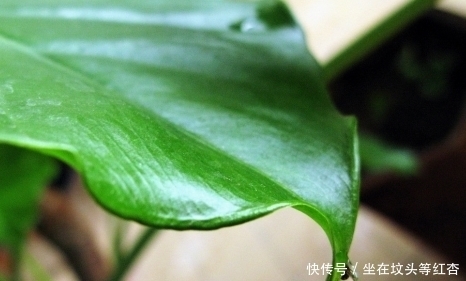 人人都喜欢种植的这种植物,还有不为人知的秘密,你知道吗!