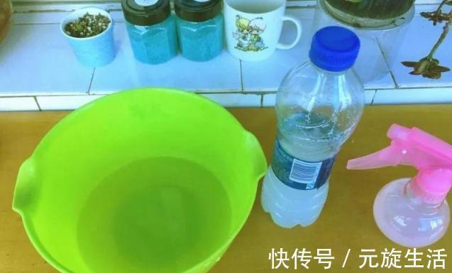 教你1分钟自制“杀虫水”，浇水加1勺，根壮不生虫！