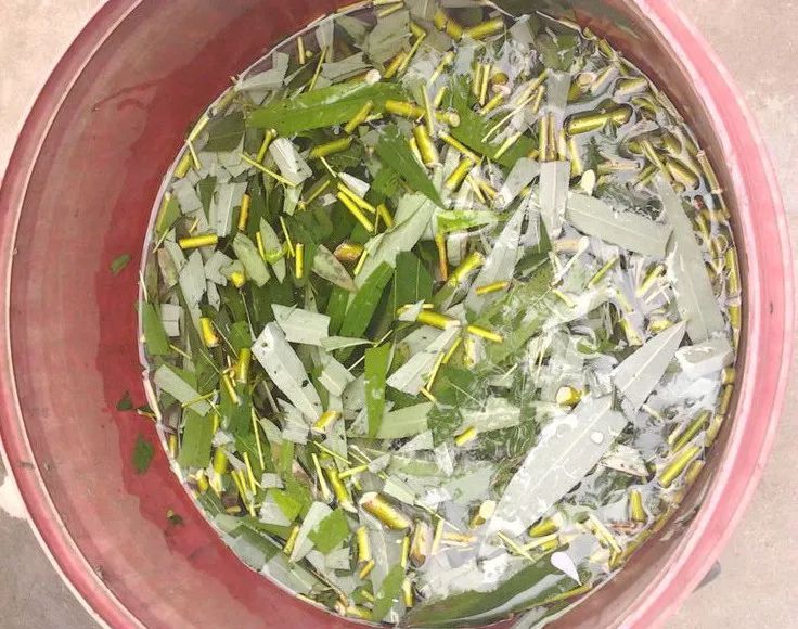 自制养花杀菌水,7天浇一勺,虫子全死光,再也不黄叶!