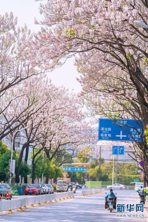 泡桐花开美春城