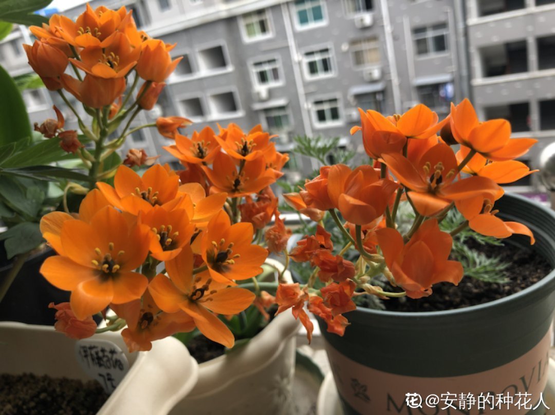 1种花长得像金鱼,耐寒好养活,种得越多越壮观