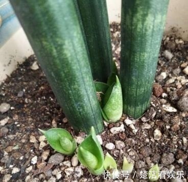 立秋养“虎皮兰”，2周浇一次“黑水水”，就像打激素，蹭蹭冒芽