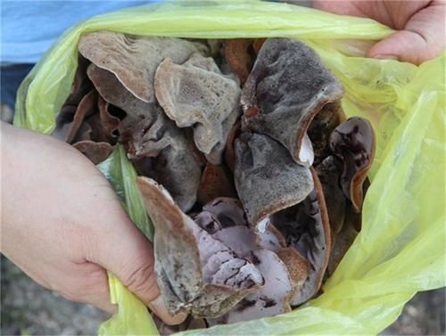 稀罕|椴树死后长出的东西,过去我们以为有毒,如今60元一斤还稀罕