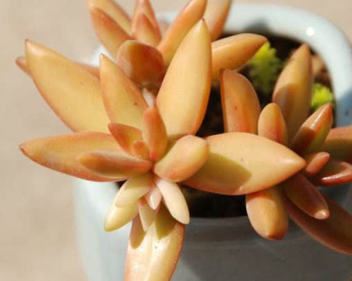 多肉铭月徒长怎么办教你3个小妙招，轻松解决徒长植株更美观