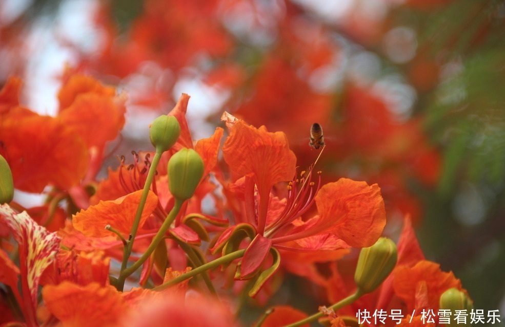 此花是代表了离别和思念的花，是夏日的分别，也是夏日的悲伤