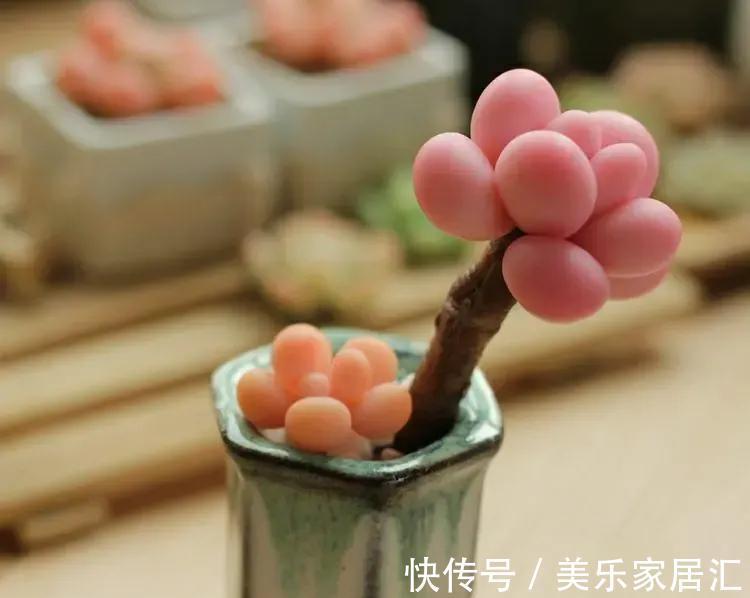 有个爱养花媳妇，让人欢喜让人忧，半年时间，家底都败完了