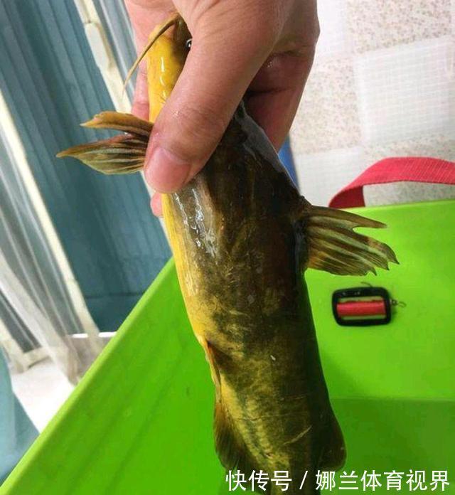 稀有!黄河巨型黄辣丁被人钓起,钓友:太大了,头回见!