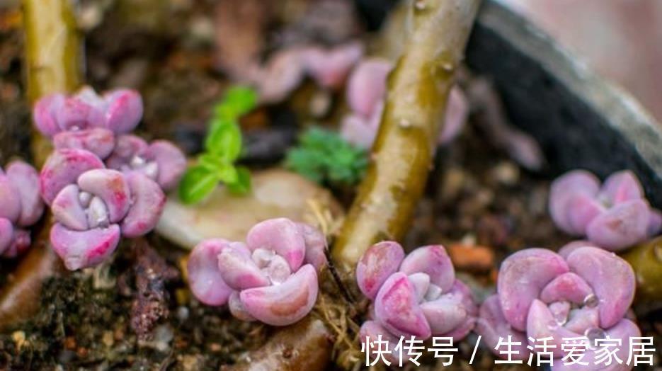 秋天多肉进入生长快车道，教你5个小技巧，快速爆崽长势旺